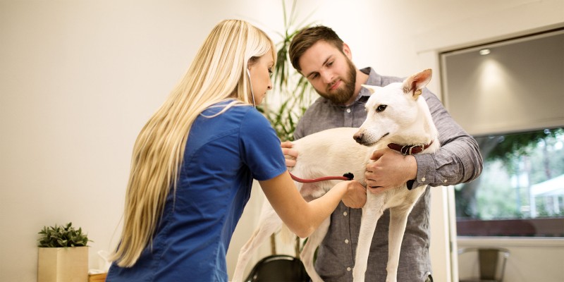 Dog Diarrhea - Causes and Treatments