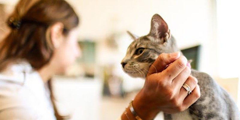 5 Steps to a Pet-Friendly Workplace