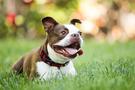 happy dog laying in grass ck23 unld