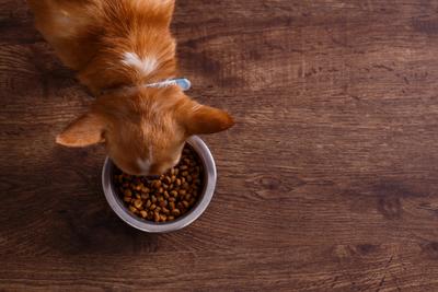 Dog eating