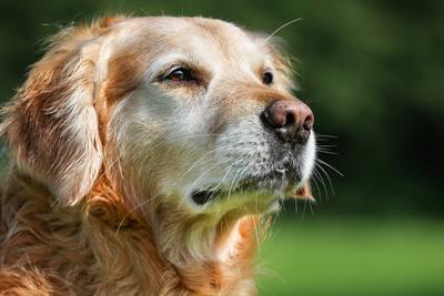Senior dogs eating purina healthy aging dog food