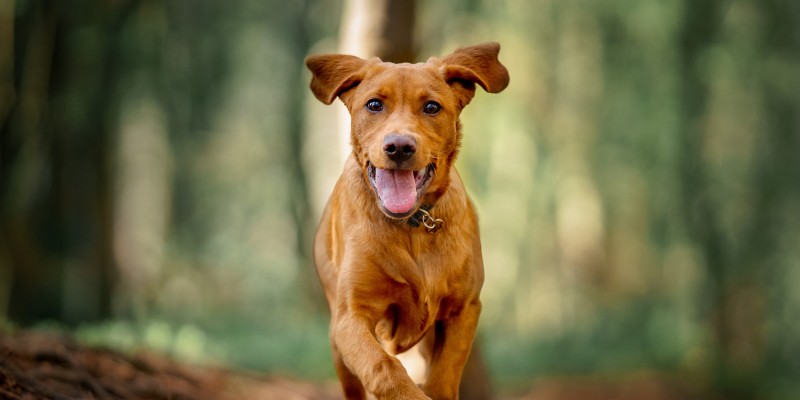 What Are the Benefits of High Protein Dog Food?
