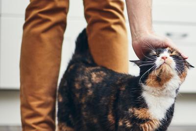 Owner and cat Bringing a New Cat Home