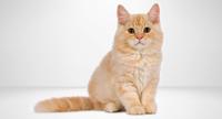 catbreed adobe stock