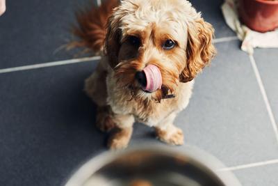 changing dog food guide