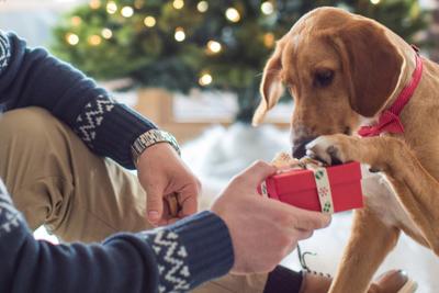 Christmas Holiday Dog Treat Gifts