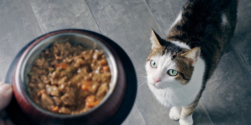 Current Cat Food Trends