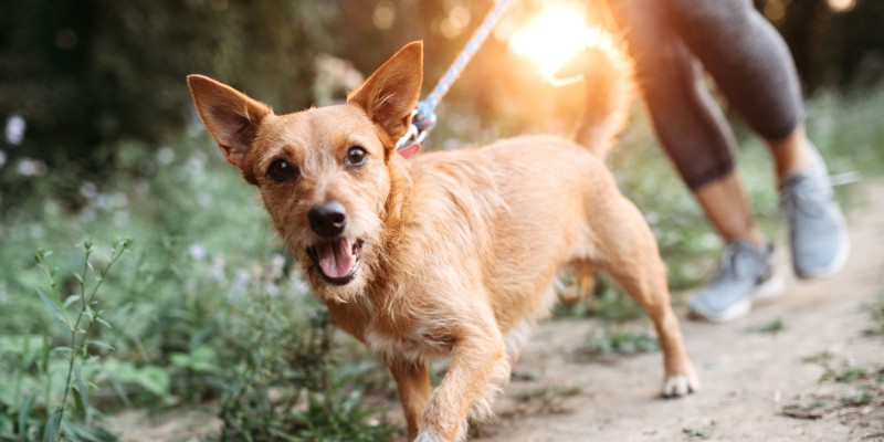 Does a High Protein Diet for Dogs Help With Weight Loss?