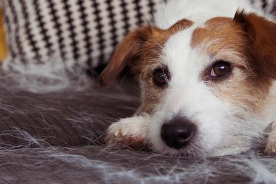 red and white dog