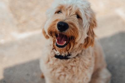 A dog with it's mouth open