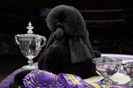 Dog with trophy