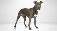dog breed adobe stock