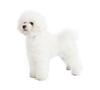 Most Hypoallergenic Dog Breeds
