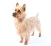 small breed dog