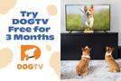 dogTV
