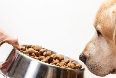 A dog sniffs the food