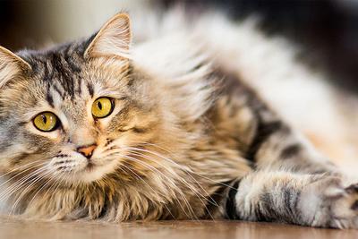 fluffy cat laying on floor looking into camera