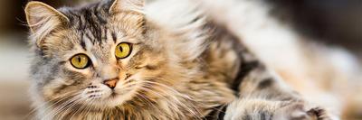 fluffy cat laying on floor looking into camera