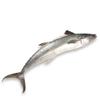 Mackerel