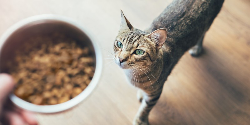 Understanding Cat Obesity