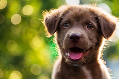Puppy