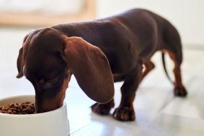 how many times a day should a dog eat
