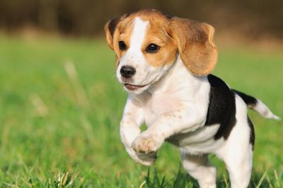 How Much Dry Food to Feed to a Puppy