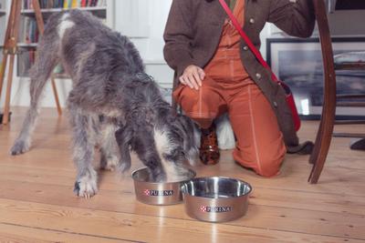 how-much-should-i-feed-my-dog