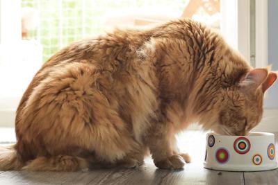 How much should I feed my cat in its bowl