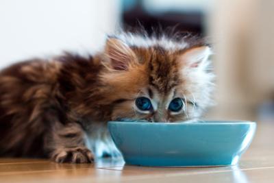 the kitten eats from the bowl