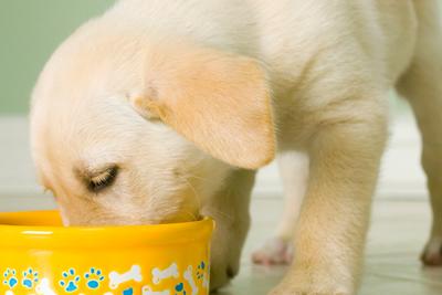 Puppy eating