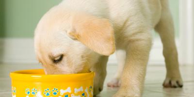 Puppy eating