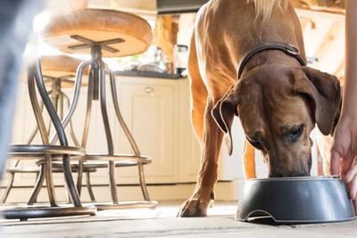 healthy dog food