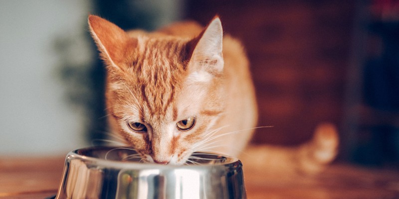 How to Read Cat Food Labels