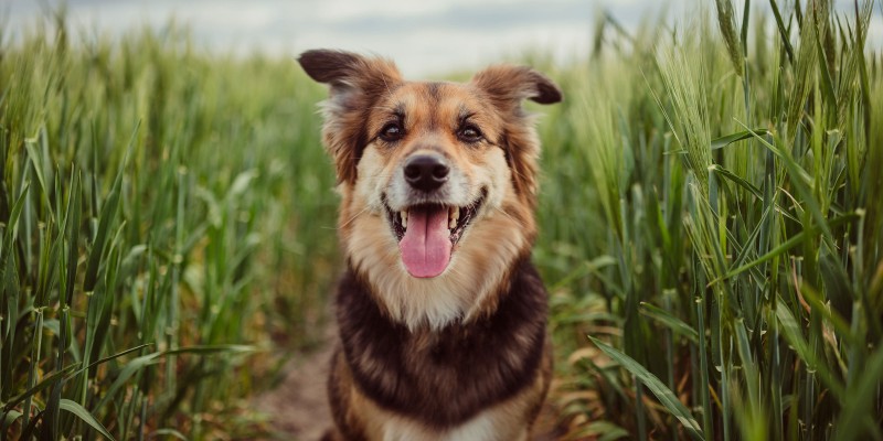 Is Corn Good for My Dog?