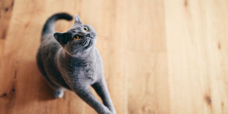 Is My Cat a Picky Eater?
