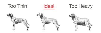Healthy Dog Weight