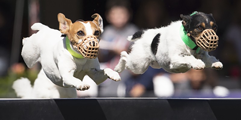 Jack Russell Hurdle Training