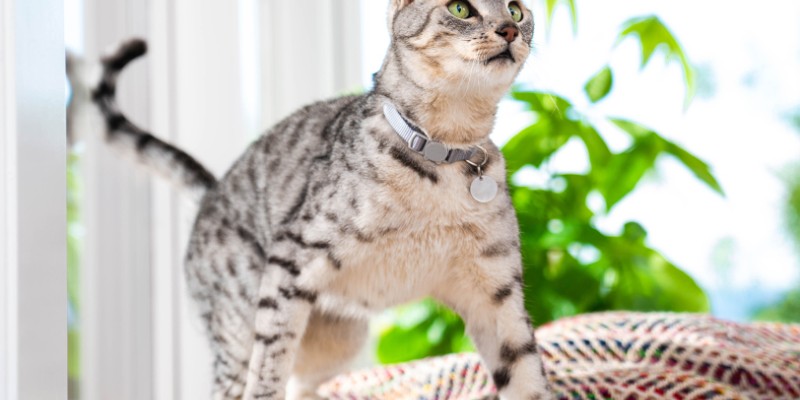 How a 6th Sense for Pets Can Save Humans’ Lives