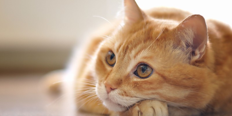 How to Help Cats Maintain a Healthy Weight