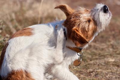 white and red dog