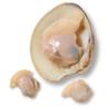 Baby Clam
