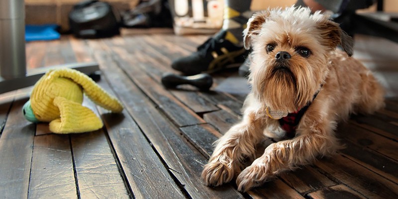 Overcoming a No Pets Allowed Policy – Jamey + Major