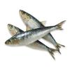 Sardines