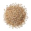 Sorghum
