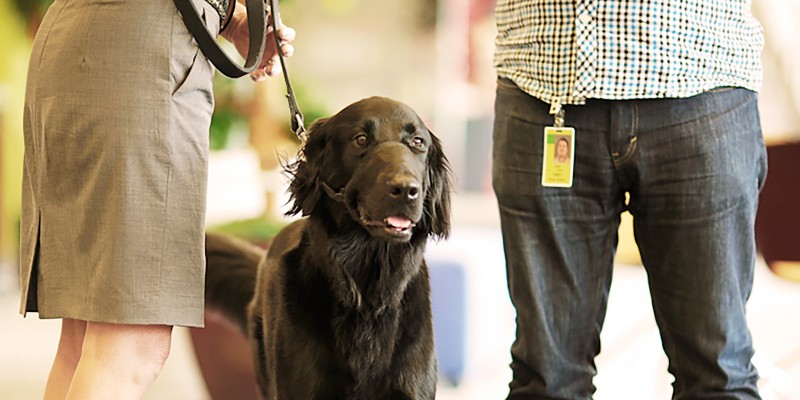 Pets at Work Kit
