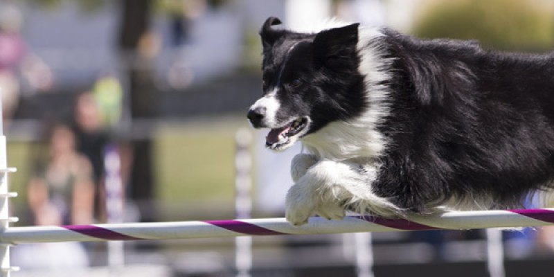 Dog Agility Weave Poles