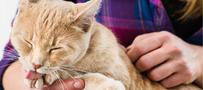 Cat is licking his paw