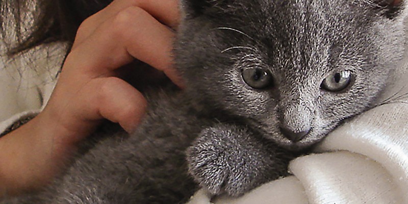 Purina Partners with RedRover to Keep Domestic Violence Victims & Their Pets Together