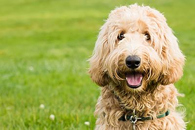 Goldendoodle in grass